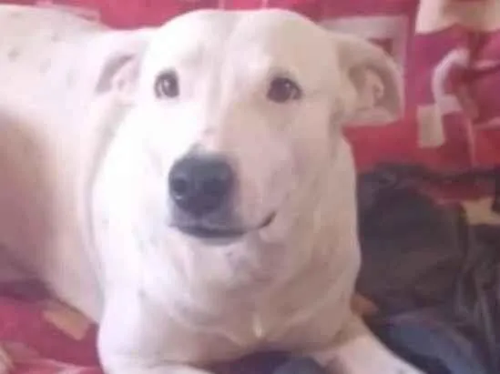 Cachorro ra a SRD-ViraLata idade 2 anos nome Branquinho 