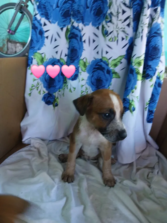 Cachorro ra a SRD-ViraLata idade Abaixo de 2 meses nome Sem nome