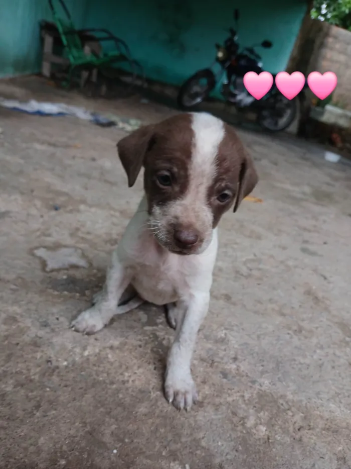 Cachorro ra a SRD-ViraLata idade Abaixo de 2 meses nome Sem nome