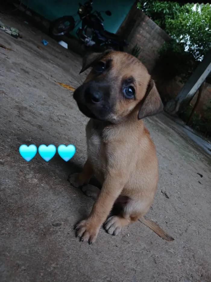 Cachorro ra a SRD-ViraLata idade Abaixo de 2 meses nome Sem nome