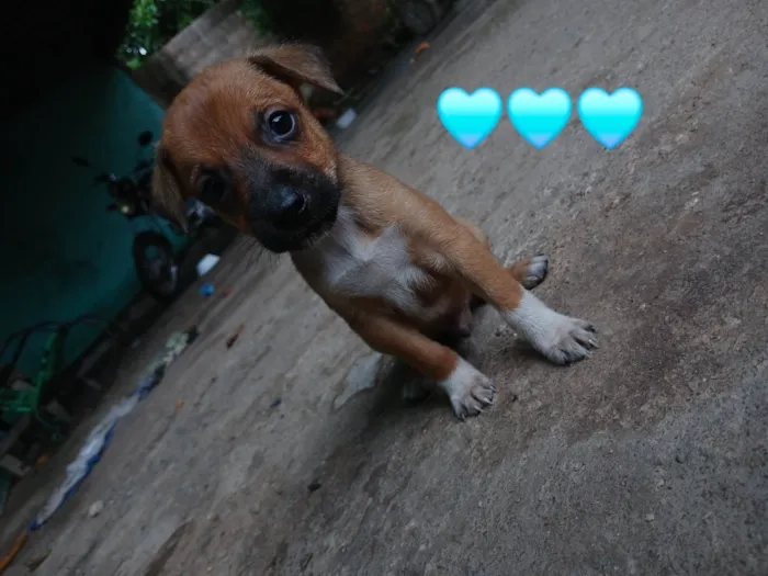 Cachorro ra a SRD-ViraLata idade Abaixo de 2 meses nome Sem nome