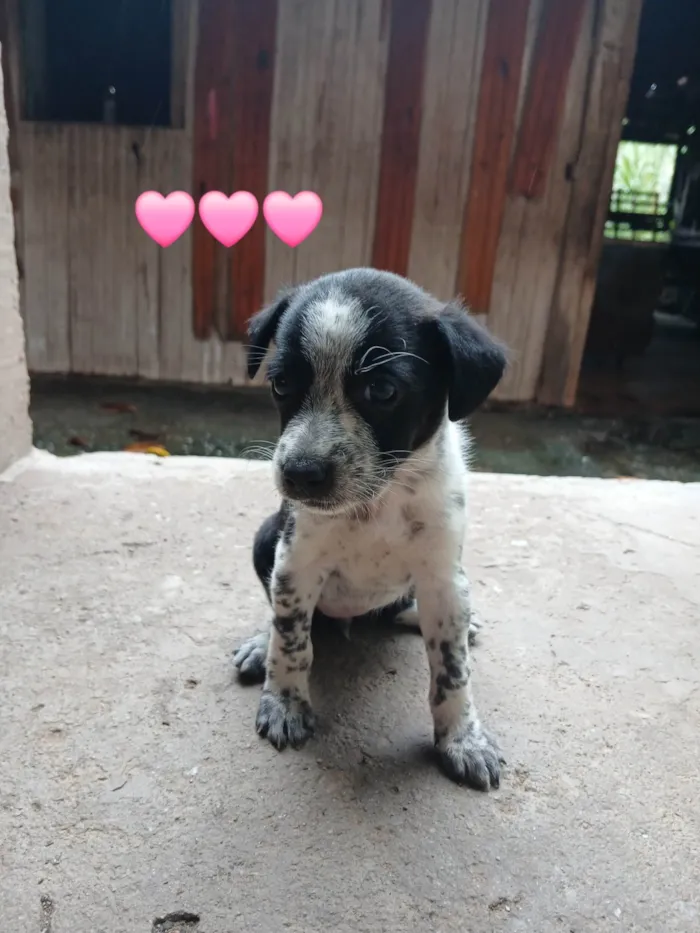 Cachorro ra a SRD-ViraLata idade Abaixo de 2 meses nome Sem nome