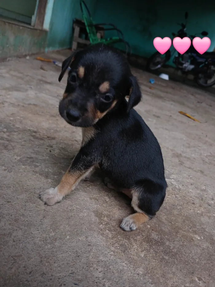 Cachorro ra a SRD-ViraLata idade Abaixo de 2 meses nome Sem nome
