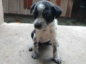 Cachorro raça SRD-ViraLata idade Abaixo de 2 meses nome Sem nome