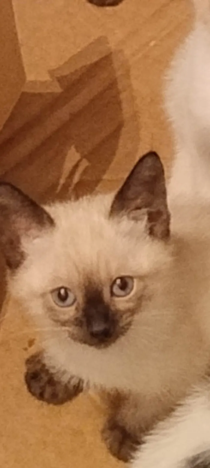 Gato ra a Siamês idade Abaixo de 2 meses nome Mingau