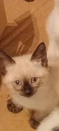 Mingau