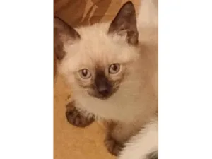 Gato raça Siamês idade Abaixo de 2 meses nome Mingau