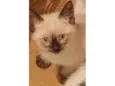 Mingau