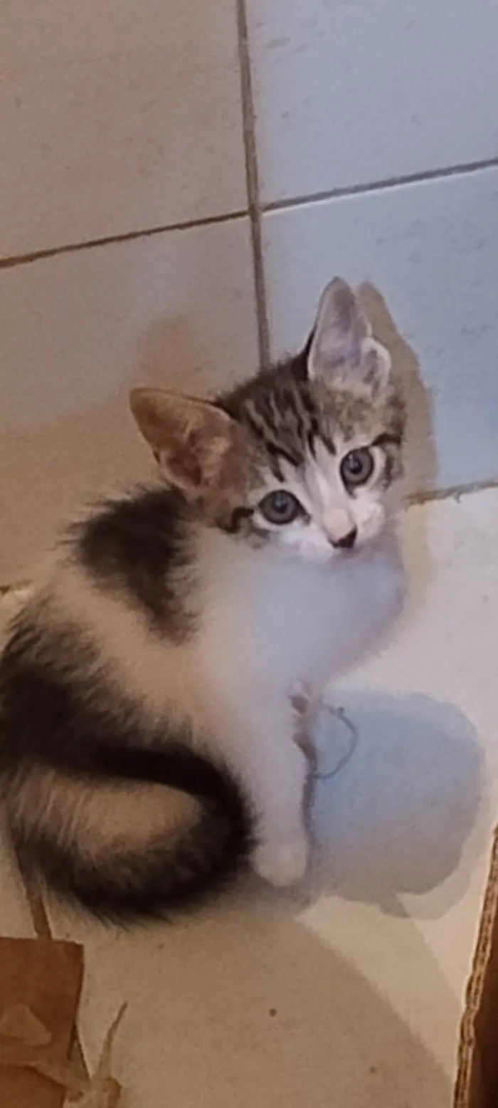 Gato ra a SRD-ViraLata idade Abaixo de 2 meses nome Florzinha