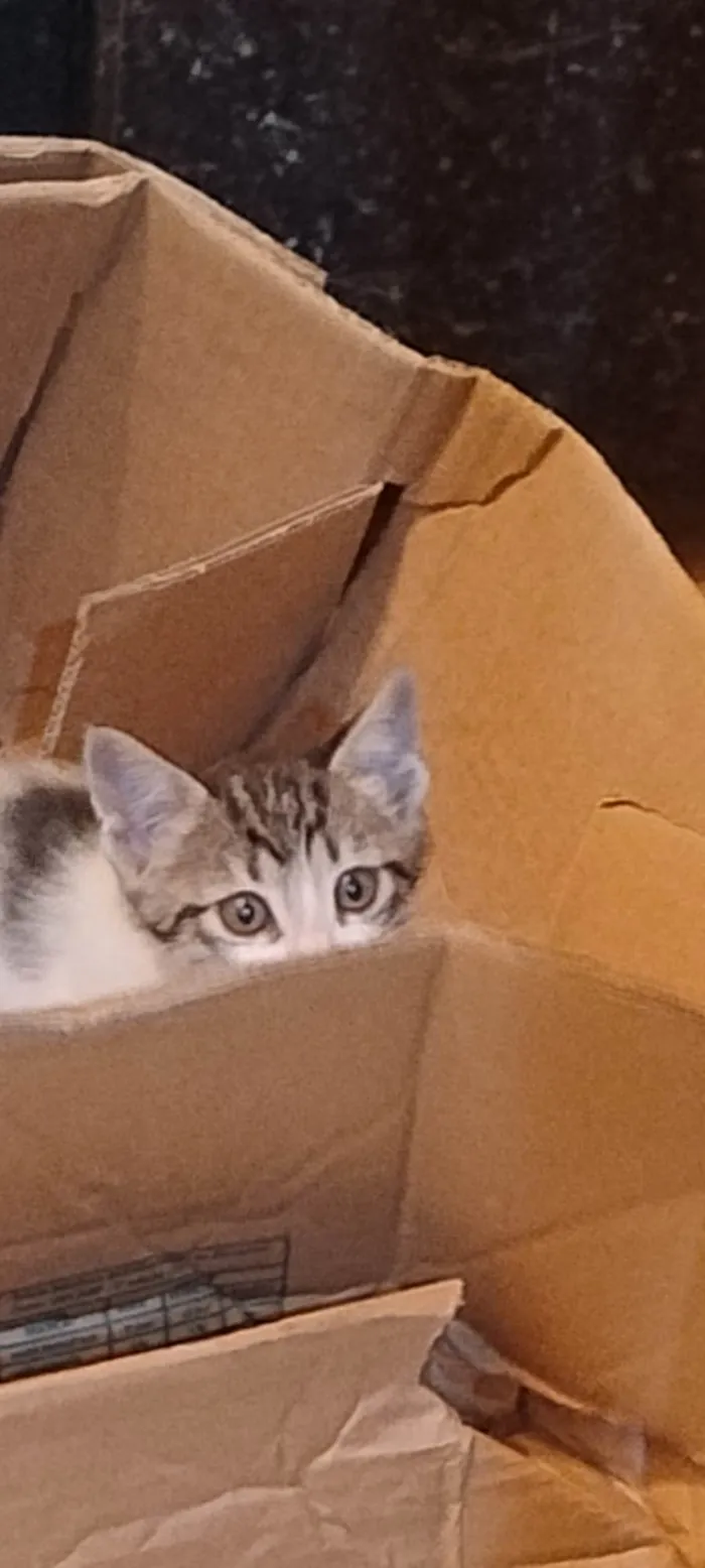 Gato ra a SRD-ViraLata idade Abaixo de 2 meses nome Florzinha