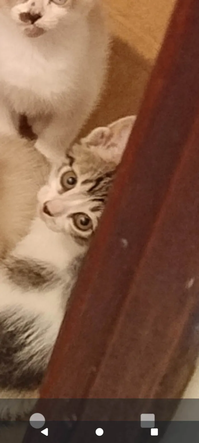 Gato ra a SRD-ViraLata idade Abaixo de 2 meses nome Florzinha