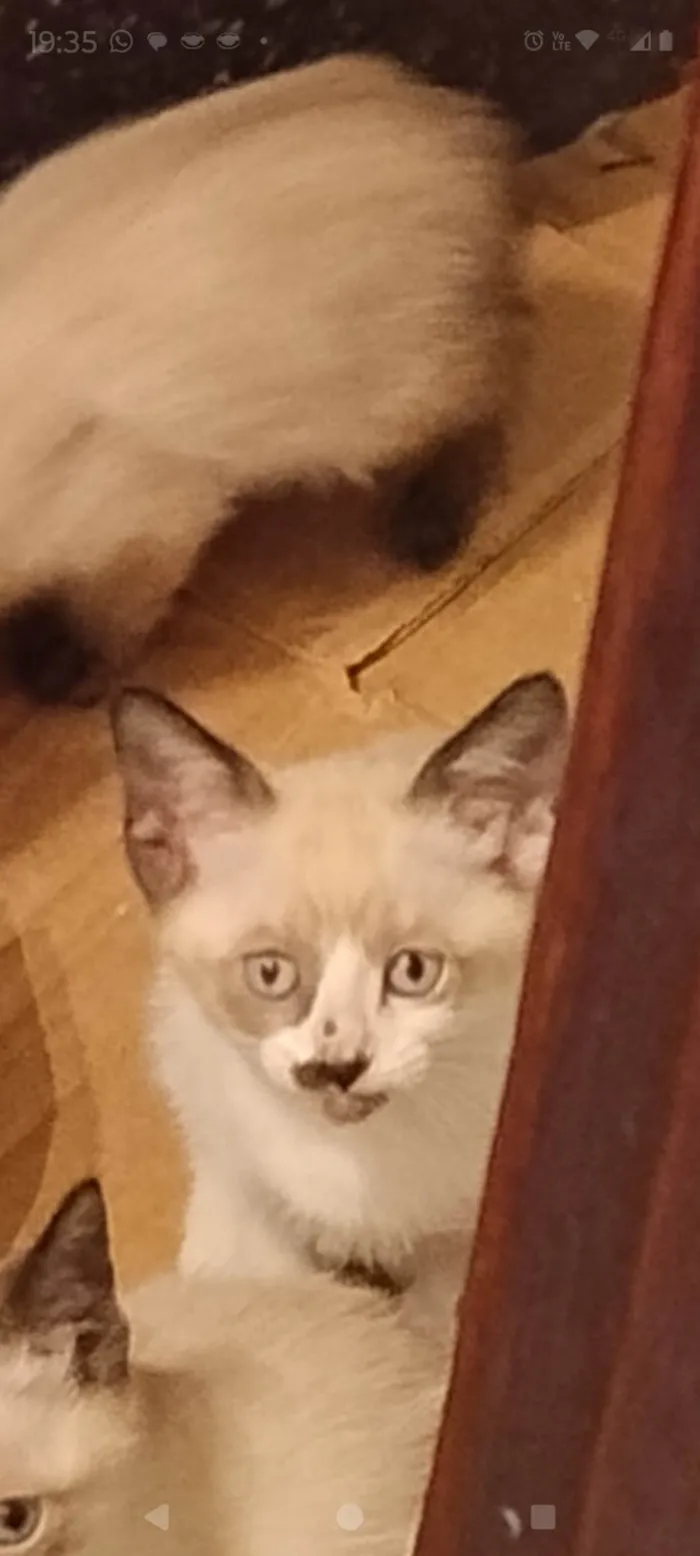 Gato ra a Siamês idade Abaixo de 2 meses nome Aurora