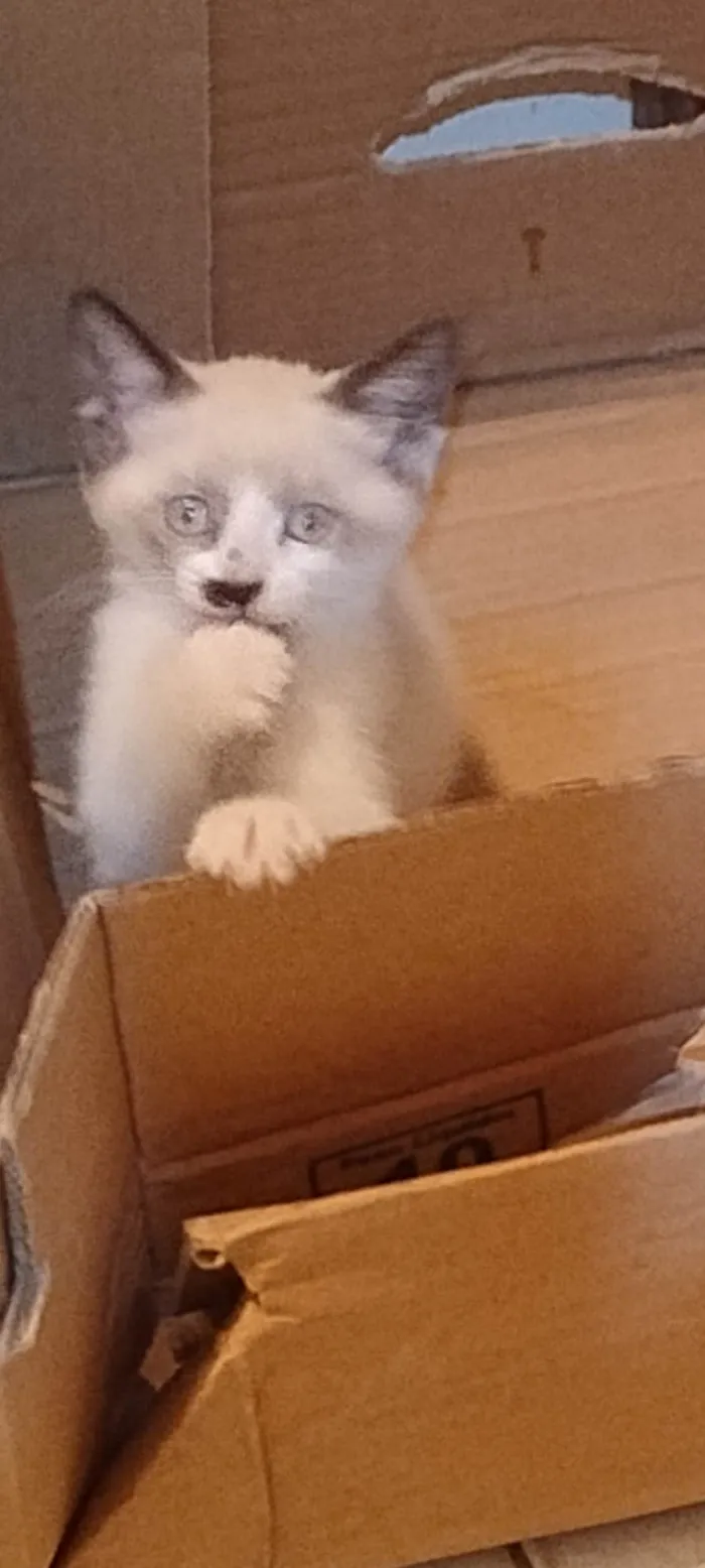 Gato ra a Siamês idade Abaixo de 2 meses nome Aurora