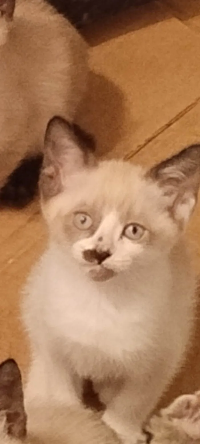 Gato ra a Siamês idade Abaixo de 2 meses nome Aurora