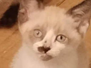 Gato raça Siamês idade Abaixo de 2 meses nome Aurora