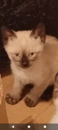 Amora
