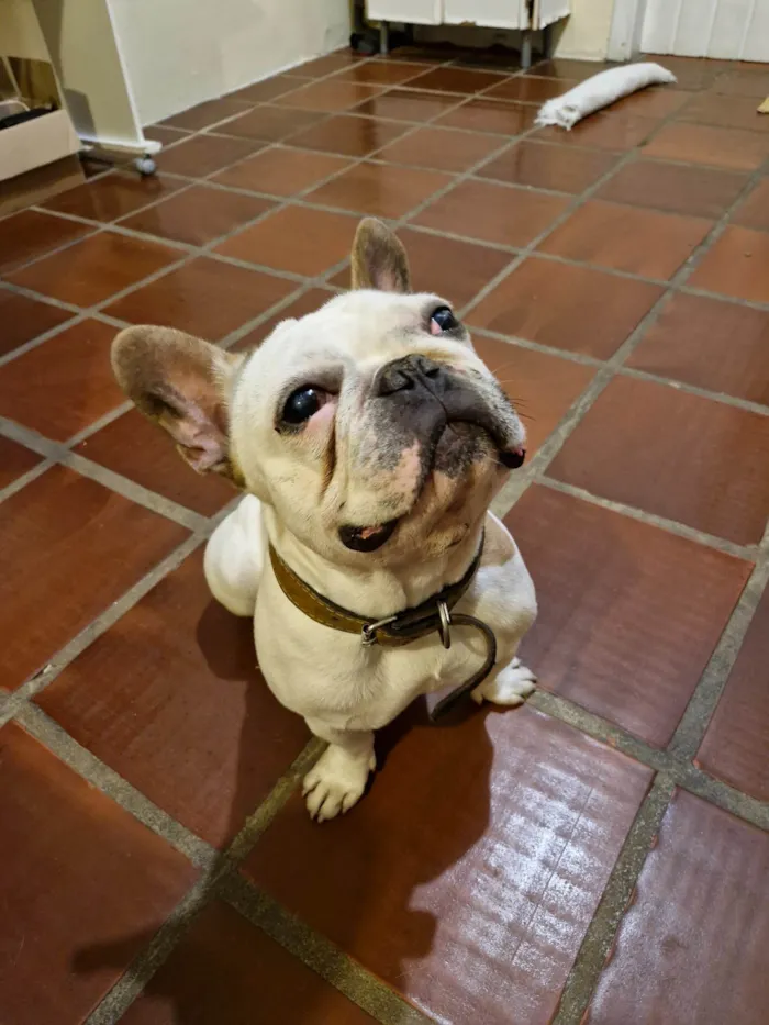 Cachorro ra a Bulldog idade 3 anos nome Boris