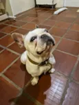 Boris