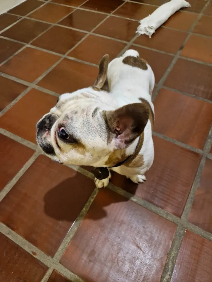Cachorro ra a Bulldog idade 3 anos nome Boris