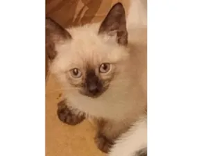 Gato raça Siamês idade Abaixo de 2 meses nome Mingau