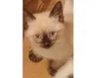Mingau