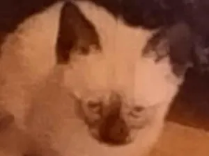 Gato raça SRD-ViraLata idade Abaixo de 2 meses nome Amora 