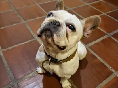 Cachorro raça Bulldog idade 3 anos nome Boris