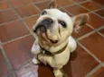 Boris