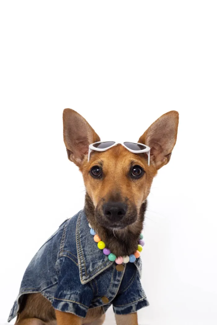 Cachorro ra a SRD-ViraLata idade 2 a 6 meses nome Florinha