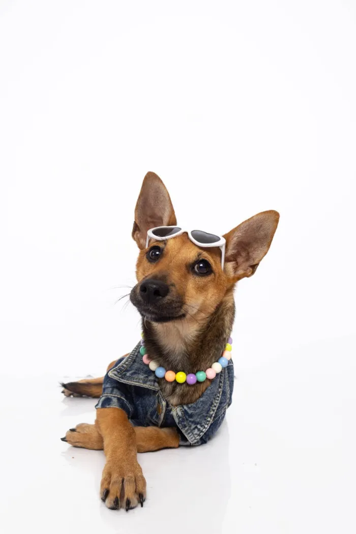 Cachorro ra a SRD-ViraLata idade 2 a 6 meses nome Florinha