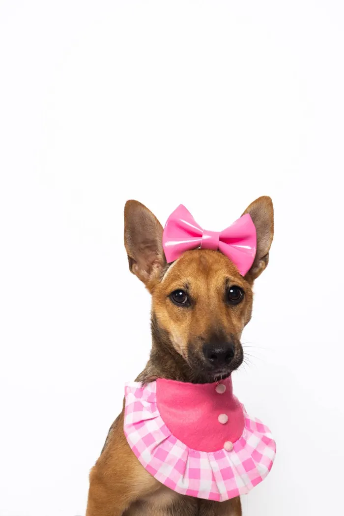 Cachorro ra a SRD-ViraLata idade 2 a 6 meses nome Florinha