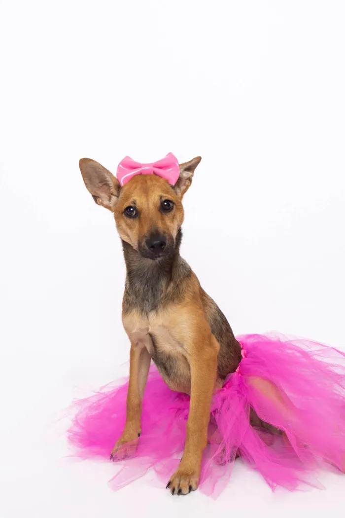 Cachorro ra a SRD-ViraLata idade 2 a 6 meses nome Florinha