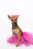 Florinha