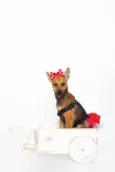 Florinha
