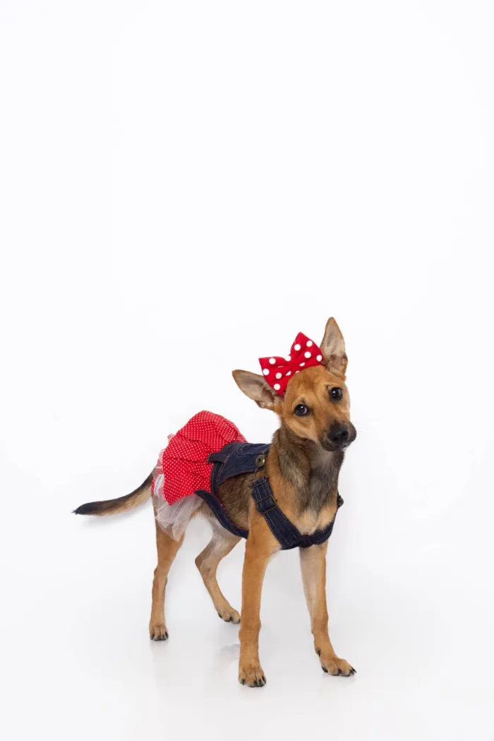 Cachorro ra a SRD-ViraLata idade 2 a 6 meses nome Florinha
