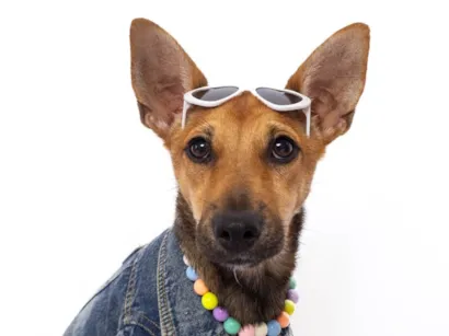 Cachorro raça SRD-ViraLata idade 2 a 6 meses nome Florinha