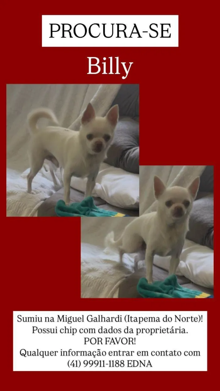 Cachorro ra a Pinscher idade 4 anos nome Billy