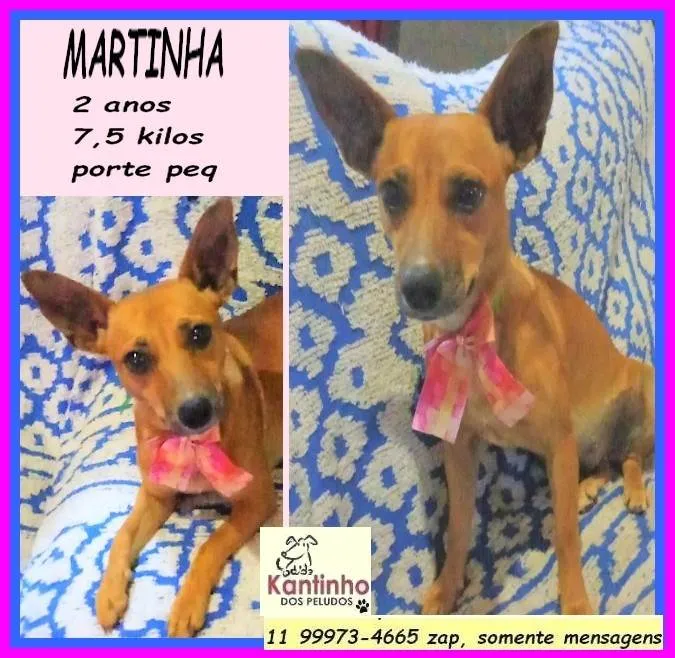 Cachorro ra a SRD-ViraLata idade 2 anos nome Martinha