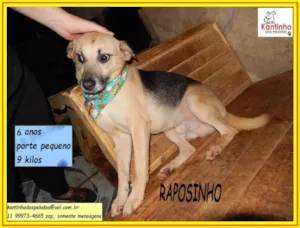 Cachorro raça SRD-ViraLata idade 6 ou mais anos nome Raposinho