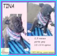 Tina
