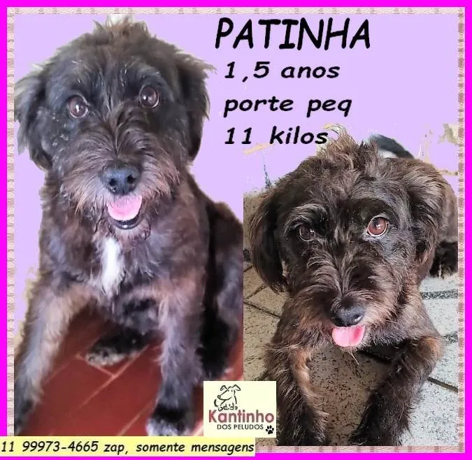 Cachorro ra a SRD-ViraLata idade 1 ano nome Patinha
