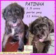 Patinha