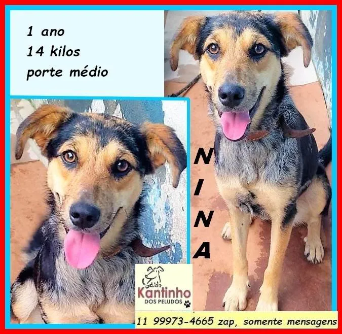Cachorro ra a SRD-ViraLata idade 1 ano nome Nina