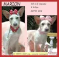 Marion