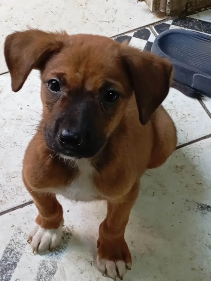 Cachorro ra a Pit-Bull com Shaushau idade Abaixo de 2 meses nome Ruivo