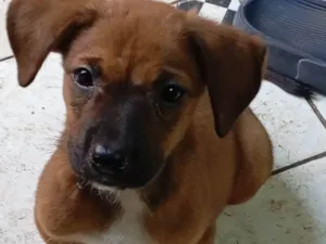 Cachorro raça Pit-Bull com Shaushau idade Abaixo de 2 meses nome Ruivo