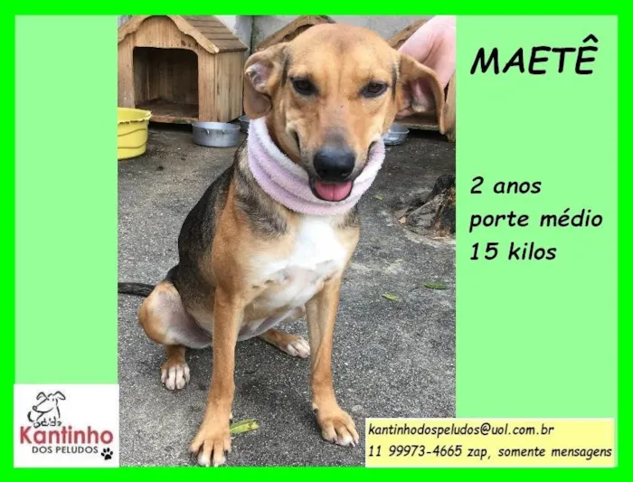 Cachorro ra a SRD-ViraLata idade 2 anos nome Maetê