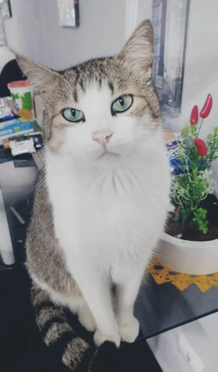 Gato ra a SRD-ViraLata idade 6 ou mais anos nome NINO