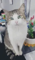 NINO