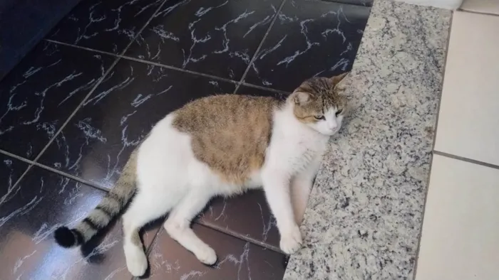 Gato ra a SRD-ViraLata idade 6 ou mais anos nome NINO